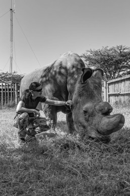 Sudan and Piritta in 2016 in Ol Pejeta Conservancy, Kenya.