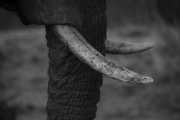 Ivory – the source of so much suffering. An elephant's tusk in Balule Nature Reserve, South Africa.
