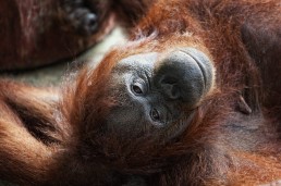 A happy orangutan at the Semenggoh Orangutan Rehabilitation Center, Malaysian Borneo.