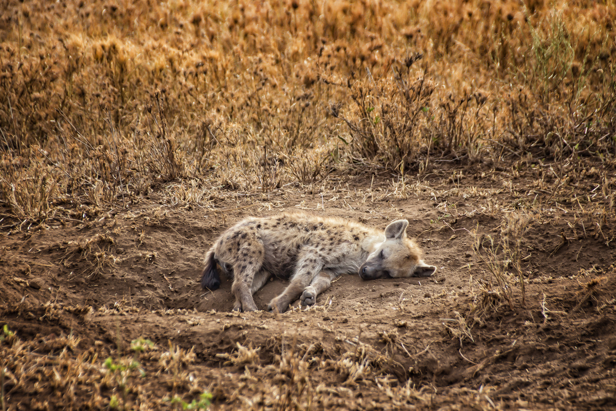 A little, sleeping hyena in Serengeti National Park, Tanzania.