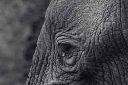 Look into the eye of the elephant and see to her soul.