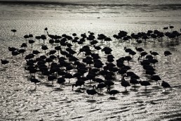 The silhouettes of the flamngoes. Walvis Bay, Namibia.
