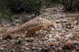 A rescued Temmincks Ground Pangolin (Smutsia temminckii) on a walking trip foraging ants and termites. REST Namibia.