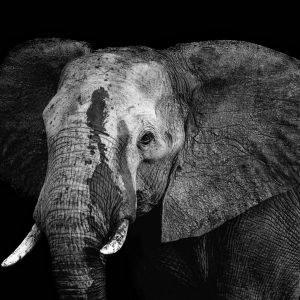 The Matriarch – A portrait of an African Savanna Elephant (Loxodonta Africana) in Kruger National Park, South Africa.