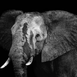 The Matriarch – A portrait of an African Savanna Elephant (Loxodonta Africana) in Kruger National Park, South Africa.