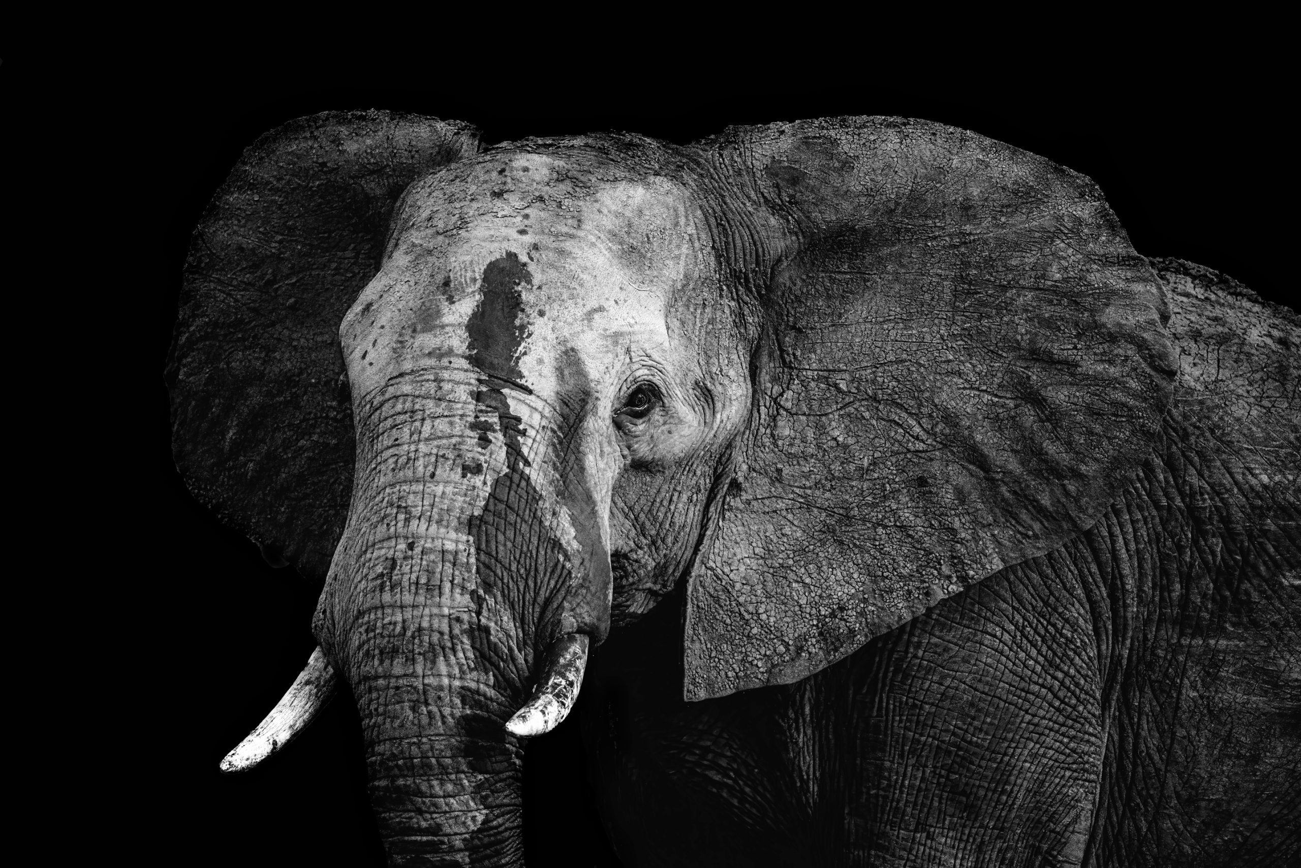 The Matriarch – A portrait of an African Savanna Elephant (Loxodonta Africana) in Kruger National Park, South Africa.