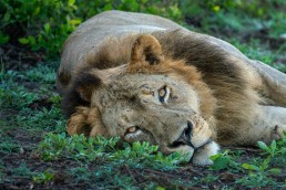 A low-angle portrait of a young lion (Panthera Leo). Gorongosa National Park, Mozambique.