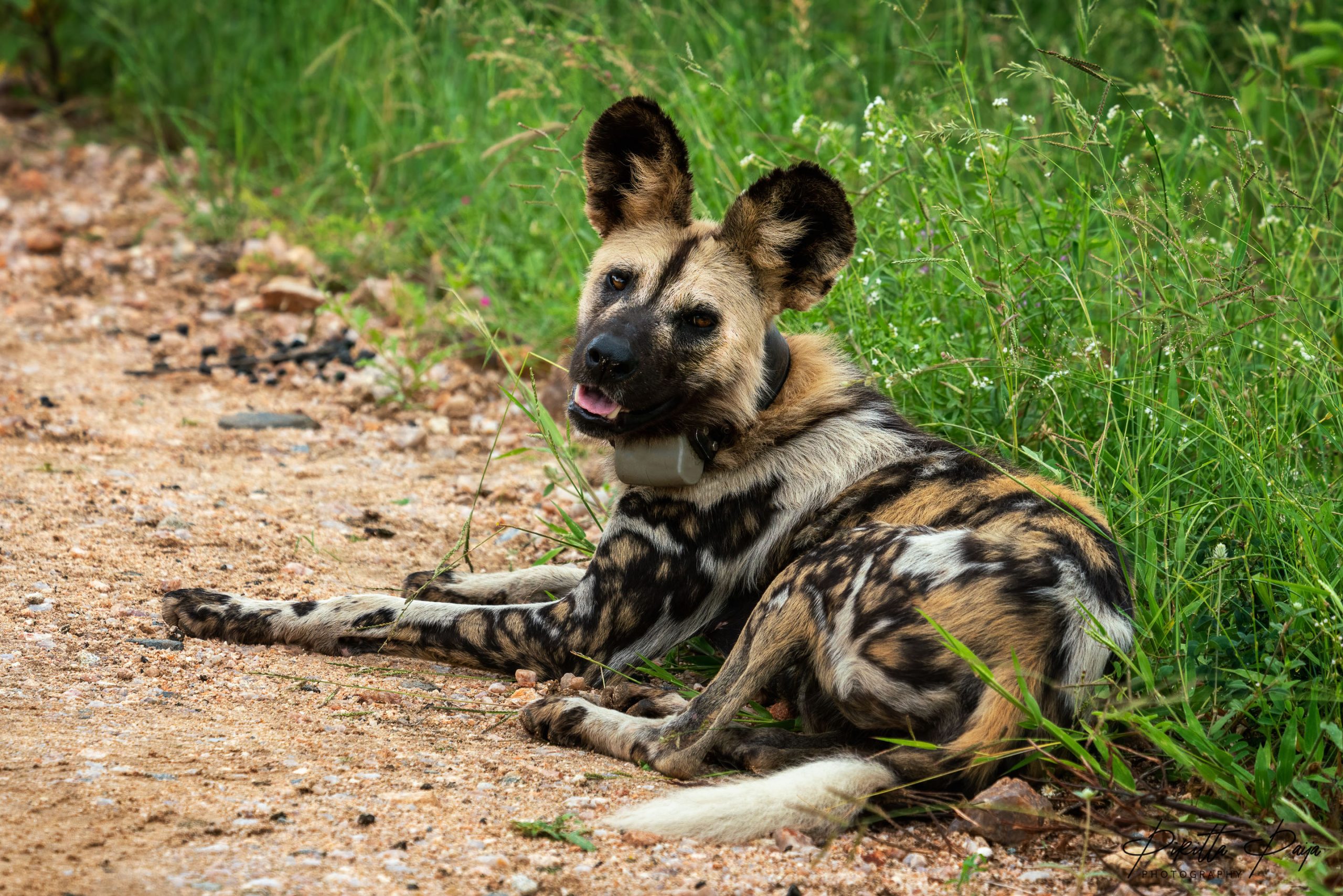 An African wild dog or a painted dog was lying on the side of the road with her pack in close proximity. She had a tracking collar for research purposes. Kruger National Park, South Africa.