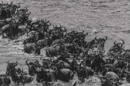 The Crossing Chaos. Wildebeest crossing the Mara River in the northern Serengeti during the Great Migration, Tanzania.