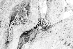 Leopardess on the watch. Her cubs were in the bush under the tree. Serengeti National Park, Tanzania.