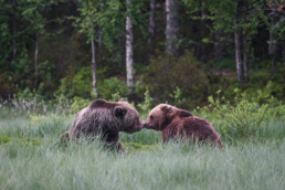 A female and a male brown bear meet each other in Kuusamo, Finland.