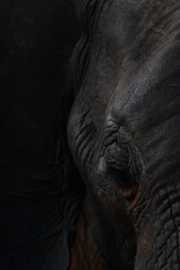 A mixture of feelings is reflected on this elephant's face in Hwange National Park, Zimbabwe.