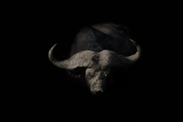 A portrait of an old, male African buffalo. Amboseli National Park, Kenya.