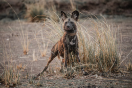 The collared alpha male of a pack of 14 wild dogs in Mana Pools National Park, Zimbabwe.