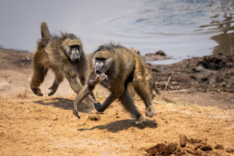 A baboon was stealing the other one's prey and a chase occured in Masuma Dam, Hwange National Park, Zimbabwe.