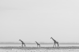 Three different aged giraffes at the edge of the Etosha Pan in the rainy season. Etosha National Park, Namibia.