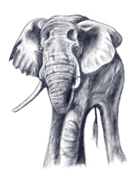 The Old Elephant. Digital drawing with pencils HB, B, B5, and B6.