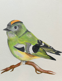 Hippiäinen/Goldcrest (Regulus regulus). Digital drawing with colored pencils.