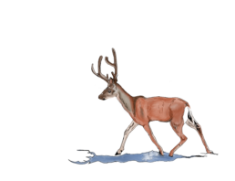 Winter Deer. Digital drawing with ink pen and watercolors.